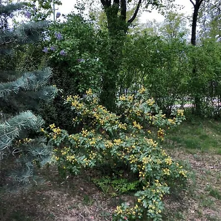Gasthuis Vila Bohema - 4 Apartamentu Vila Kestucio G. 11 Palanga